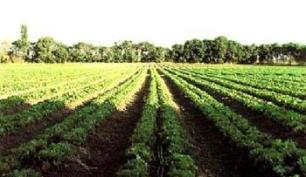 دعوت از سرمایه گذاران در بخش مکانیزاسیون کشاورزی