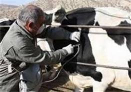 واکسیناسیون دام سنگین علیه بیماری لمپی‌ اسکین