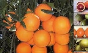 ذخیره‌سازی ۵۰ هزار تن مرکبات برای شب عید