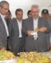 پسته ارشق مشگین شهر وارد بازار شد