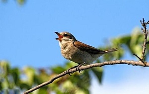 طراحی سمعکی از شنوایی پرندگان