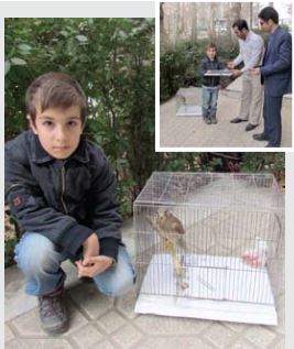 نشان افتخار برای نجات پرنده کمیاب توسط کودک 8 ساله