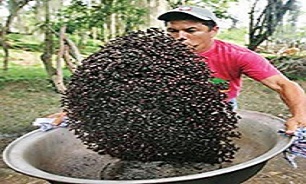سسی که از مورچه تهیه می‌شود + عکس