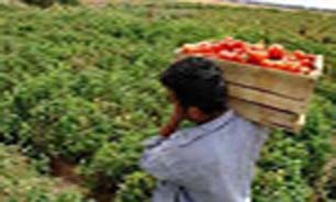 برداشت 4 هزار تن گوجه فرنگی از مزارع بستک