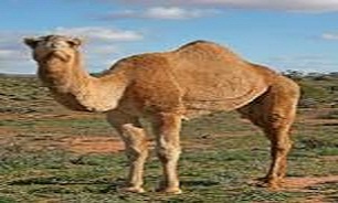 چرا شترهای سمنان به جان هم افتاده‌اند؟!