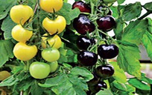 پرورش نخستین گوجه‌ سیاه و سفید+ تصویر
