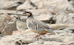 دستگیری 2 شکارچی غیر مجاز در شاهرود