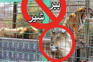پیوند اجباری شیر و ببر در باغ‌وحش +عکس