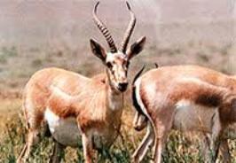 کاشت هزار اصله نهال در منطقه میش داغ