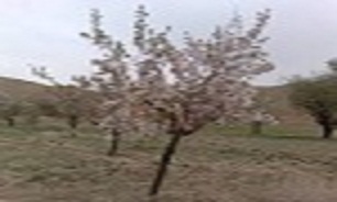 شکوفه دادن درخت گلابی در زمستان