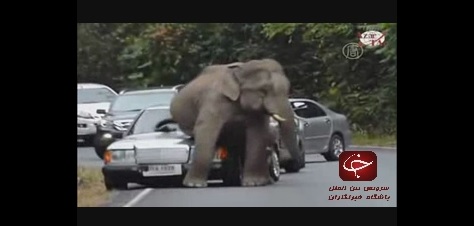 فیلم/ وقتی فیل، ماشین&zwnj;ها را له می&zwnj;کند!