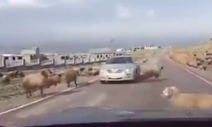 ماشینی که با شاخ بز آسیب دید! + فیلم