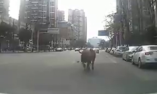 هجوم آوردن یک گاو وحشی به سطح شهری در "چین" + فیلم