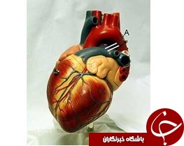 قلب؛ عضله‌ای که سه میلیارد بار می‌تپد