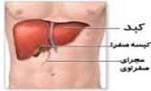 آیا کبد را هم می‌توان فروخت؟
