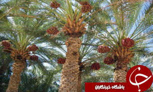 اختصاص 40 میلیارد ریال اعتبار برای مبارزه با آفات خرما در شهرستان بم