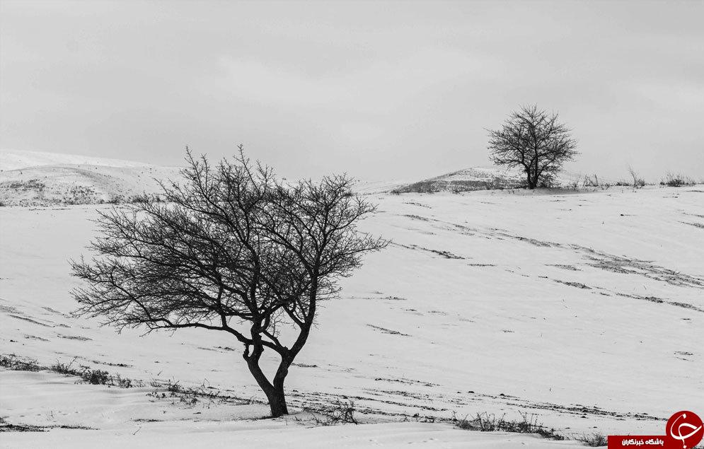 طبیعت برفی بجنورد به روایت تصویر