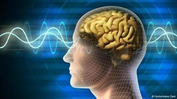 از تفاوت مغز انسان و حیوان چه می دانید؟