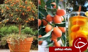 خوراکی های فصل زمستان