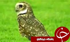 بازگرداندن 2 جغد شاخدار به دامان طبیعت