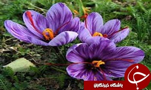 روند افزایش سطح زیر کشت زعفران نگران کننده است