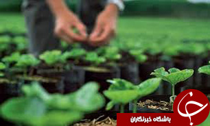 واردات بی رویه محصولات کشاورزی علت اصلی گلایه برخی کشاورزان