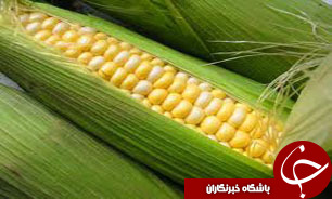 پرداخت 200 ميليارد ريال از طلب ذرت کاران انديمشکي