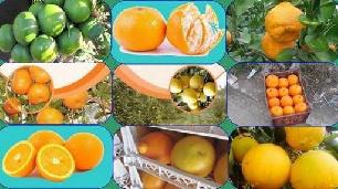 خریداری بیش از یک هزار تن مرکبات از باغداران بابلی جهت ذخیره سازی مرکبات شب عید