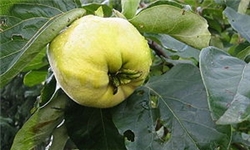 خواص معجزه‌آسای «به»