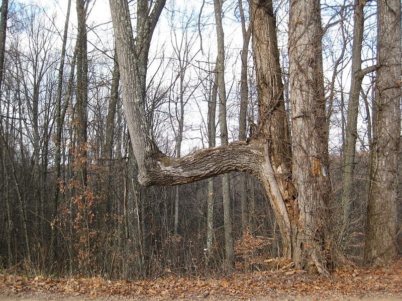 درختانی که عمدا بوسیله سرخپوستان آمریکایی خم شده است + تصاویر