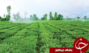 تشدید بارش‌ها و توصیه‌هایی برای کاهش خسارات کشاورزی/ خودداری از هرگونه عملیات زراعی