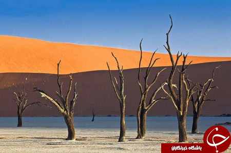 جنگل های عجیب و غریب در جهان+تصاویر/////ساعت 20.30 منتشر شود