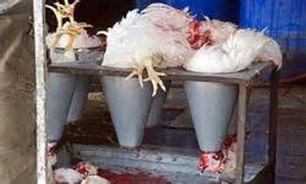 پلمپ 200 واحد عرضه‌کننده مرغ‌ زنده در کرمانشاه