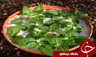 مزایای &laquo;پرلیت&raquo; در بخش &laquo;کشاورزی&raquo;