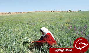 توسعه اقتصادروستایی در ایران نیازمند تعادل فضایی است