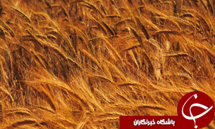 دو میلیارد دلار صرف واردات گندم شد/ واردات 43 میلیون دلار کالا در ده ماه