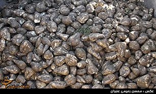 رشد ۱۴ درصدی عملکرد کارخانه‌های چغندر قند استان خراسان رضوی