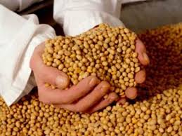 بیش از 6 میلیارد تومان سویا از کشاورزان اردبیلی خریداری شده است