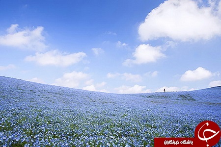 باغی رویایی با گل های بیشه دوست در ژاپن + تصاویر