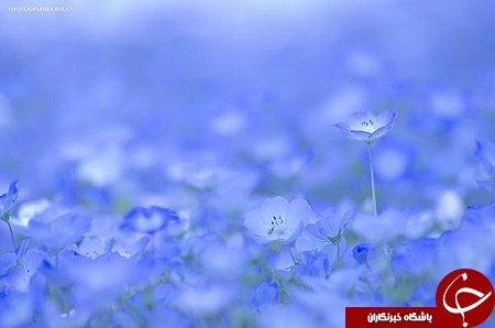 باغی رویایی با گل های بیشه دوست در ژاپن + تصاویر