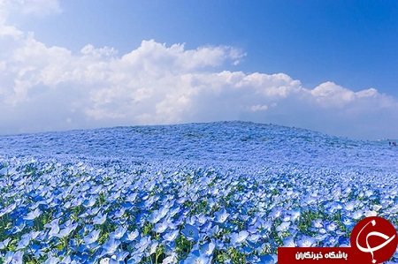 باغی رویایی با گل های بیشه دوست در ژاپن + تصاویر