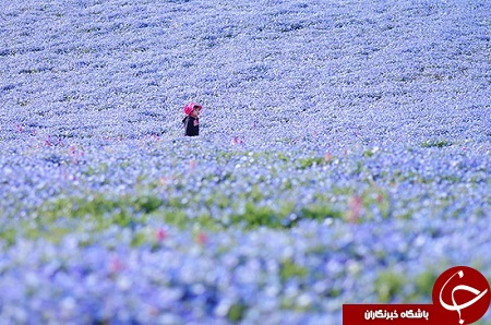 باغی رویایی با گل های بیشه دوست در ژاپن + تصاویر