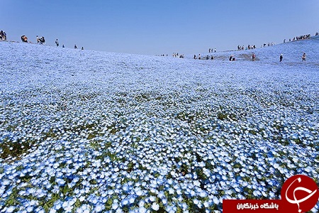باغی رویایی با گل های بیشه دوست در ژاپن + تصاویر