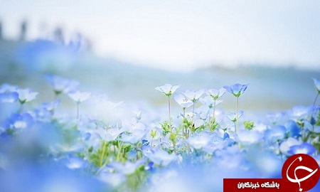 باغی رویایی با گل های بیشه دوست در ژاپن + تصاویر
