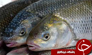 صید ماهی در کهگیلویه و بویراحمد ممنوع شد