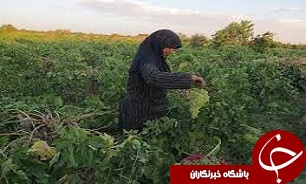 بیش از هشتاد درصد تعهدات دولت در خرید کشمش باغداران تاکستانی محقق شد.