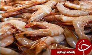 پیش بینی تولید 27 هزار تن میگوی پرورشی در سال آینده