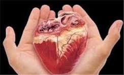 اهدای عضو اهدای زندگی