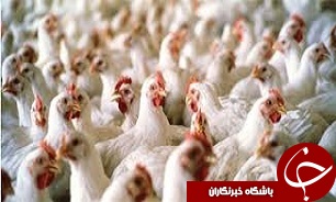 120 هزار قطعه مرغ نیمچه گوشتی در چند واحد مرغداری کهک شهرستان تاکستان تلف شدند.