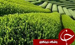 واگذاری اختيارات دولت در زمينه چای به سازمان چای کشور